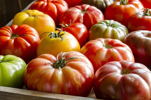 Beefsteak Rainbow Blend' - (Non-GMO) - Tomato Seeds - (Heirloom) - 300mg
