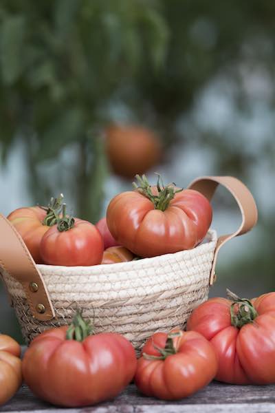 Pink Brandywine' - (Non-GMO) - Tomato Seeds - 300mg - (Heirloom)